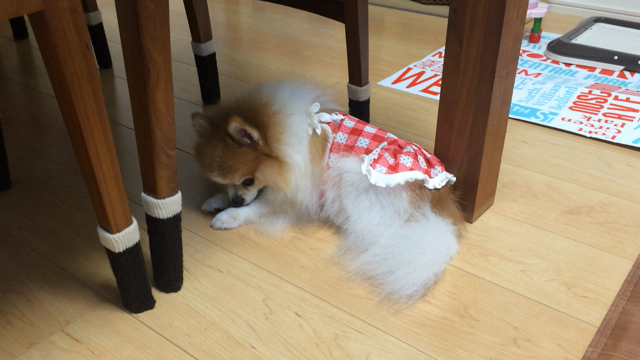 お顔洗ってるのかなぁ〜(*´艸`*)の記事動画