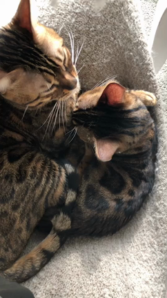 あけましておめでとうございますの記事動画