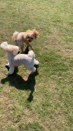 2度目の『ランバードッグフィールド』に来たょ☆の記事動画