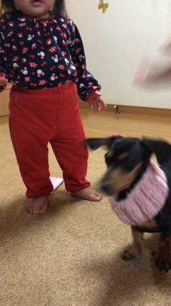 姉妹的あみぐるみ遊びの記事動画