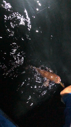 大好評 アコウ便 釣果！の記事動画