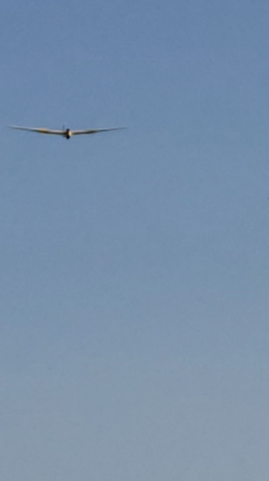 空高く飛びたいなぁ鳥のように！の記事動画