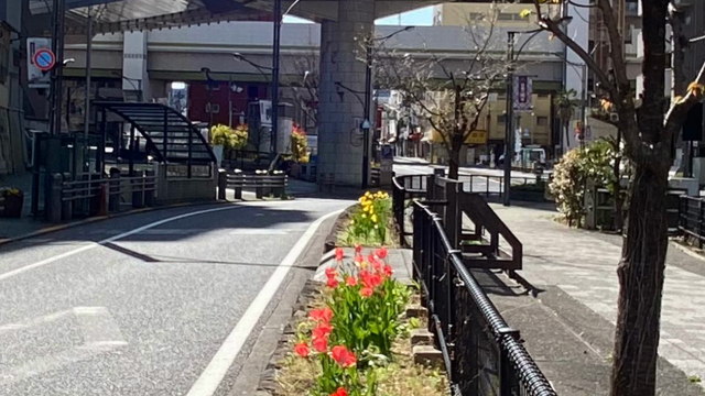 チューリップも満開です！の記事動画