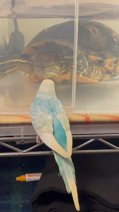 2週間ぶりです。こんばんは☺️の記事動画