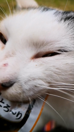 「ウッズランドみお」オープニングイベント！の記事動画