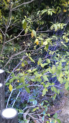 紅葉見にドライブの記事動画