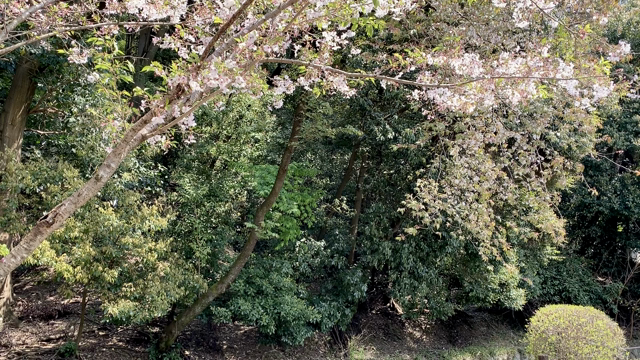 側にある素敵なもの、素敵なこと。の記事動画