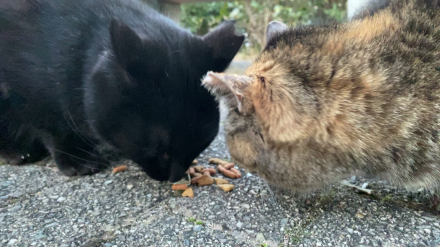 黒姫と友達？（わさびちゃん）の記事動画