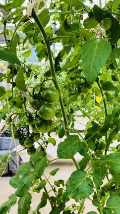 トマトの記事動画