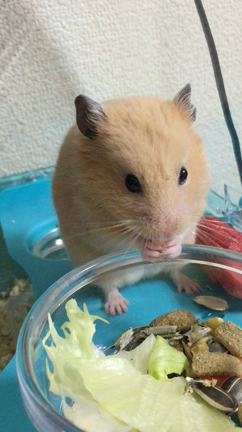 買取情報の記事動画