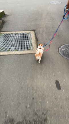 6月11日（日）厚木譲渡会の記事動画