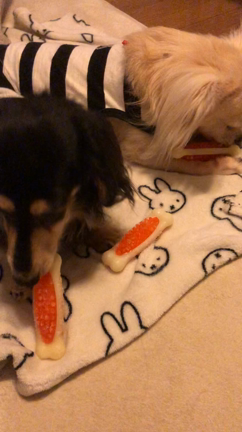 最近威張る〜兄の記事動画