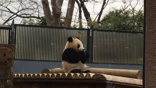 パンダパンダの記事動画