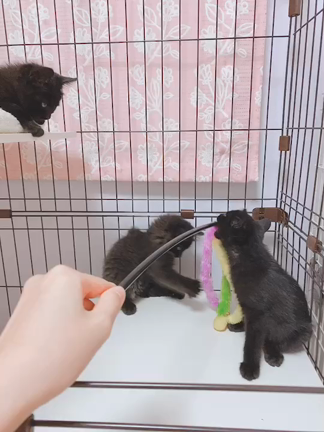 保護5日目の記事動画