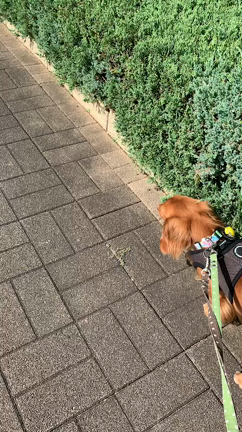 無事に！の記事動画