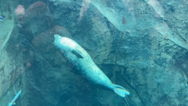 温泉デトックスの記事動画