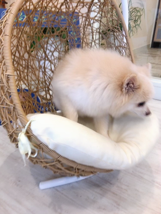 家族旅行「軽井沢」の記事動画