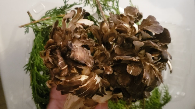 【ダイジェスト版】私が最近ドキドキしたものシリーズ♡～ときめきと着こなす力の関係性～の記事動画