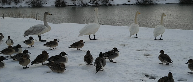 【冬景色】白鳥ふれあい広場に凸してみたの記事動画