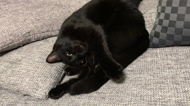 変な格好の黒猫ぶぶちんの記事動画