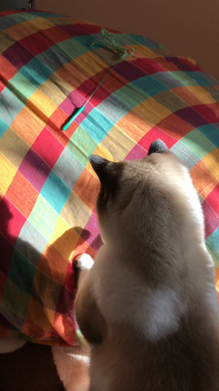 お留守番はさみしい？の記事動画