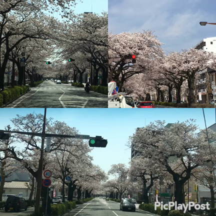 blanc natureさん新作の記事動画