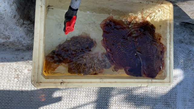 みなと丸 和歌山日高 スミイカ釣り (2024/1/2) 初めての流しでのコウイカ釣りの記事動画