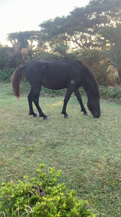 シーガイアは過去ねそして自然馬の記事動画