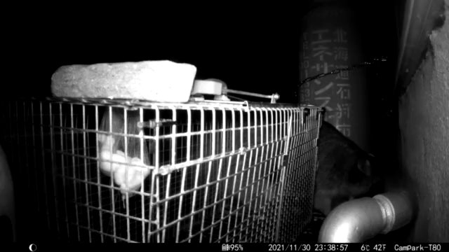 箱わなライフ始まる。の記事動画