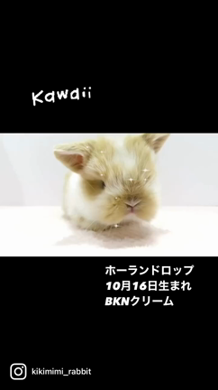 10/16生まれのホーランドちゃん達Ⅲ♪の記事動画