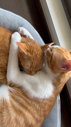 我が家のアイドルも6ヶ月に♡の記事動画