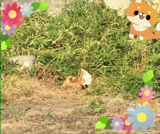 お天気が良く…の記事動画