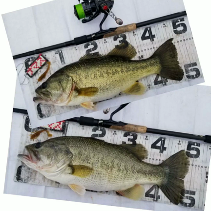 待ち続けたら？最後の3投宣言で連続2匹釣れました！の記事動画