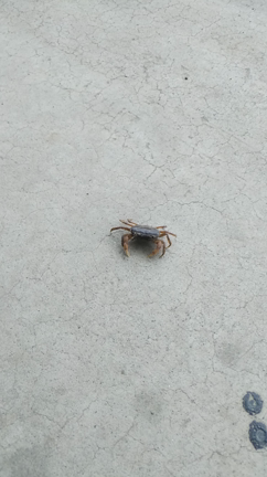 サワガニの記事動画