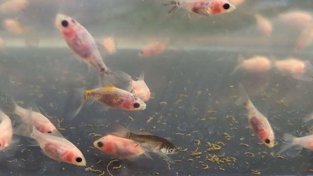 本日営業中の記事動画