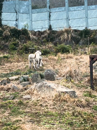 奇跡の一枚の記事動画