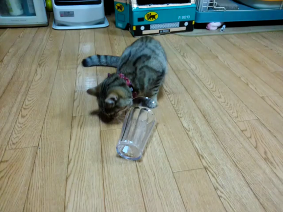 去勢手術の日程を決めてきましたの記事動画