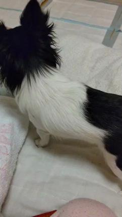 やっぱり可愛い空♡と、THE ALFEEネタ動画( ˘ω˘ )の記事動画