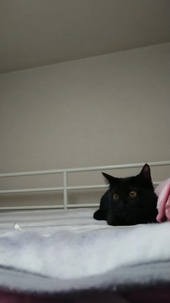 まめたのお泊まり②の記事動画