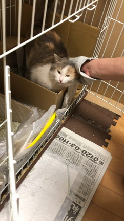 保護猫の記事動画