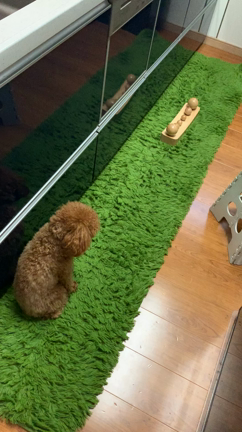 最近の流行りはコレだ！！の記事動画