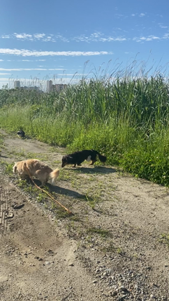 朝ニャンの記事動画