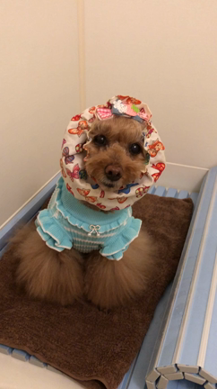 お家リフォーム中なの(￣▽￣)の記事動画