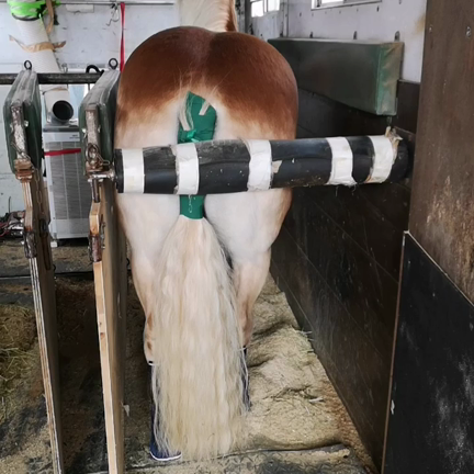 息子ぽっきゅんと競技会の記事動画