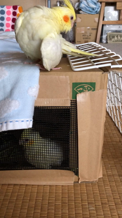 日々の成長の記事動画