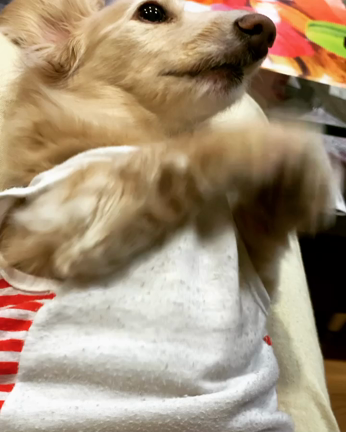 お得意のフリフリの記事動画