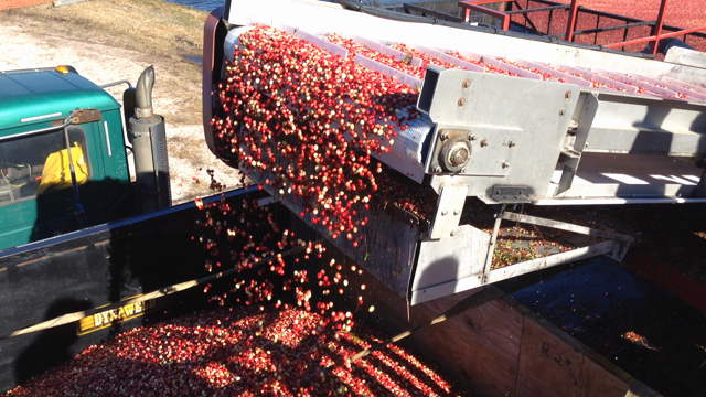 Cranberry Harvest Celebrationでクランベリーの収穫を見学の記事動画