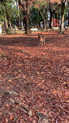 鴨がいたのねの記事動画
