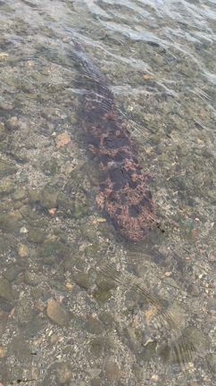 何でしょうか？の記事動画