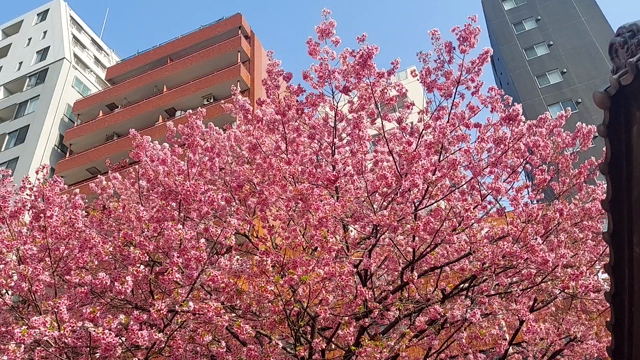蔵前神社のミモザと河津桜♪の記事動画